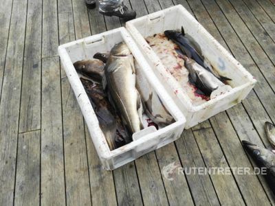 Eine kleine Auswahl der gefangenen Fische | © 2018 Rutentreter.de