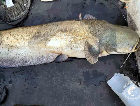 Das Bild zegt einen 150 cm langen Wels, den die beiden gegen 18 Uhr gefangen haben.