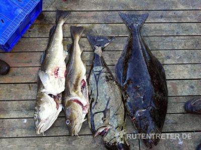 An diesem Tag waren Dorsche und Heilbutt unsere Zielfische © 2018 Rutentreter.de