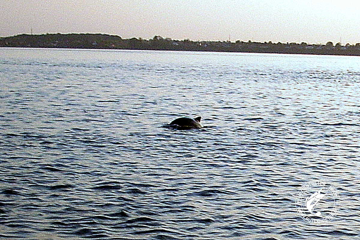 Schweinswale im Lillebelt © 2008 | Rutentreter.de